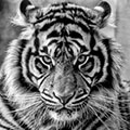 Tigeress1517