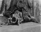 1920-1923 Packard touring car coming through redwood tree